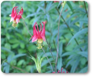 Aquilegia canadensis - Native Plant