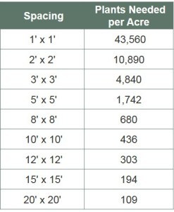 Plant Spacing