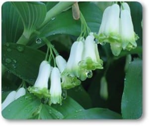 Polygonatum biflorum var. commutatum native perrenial