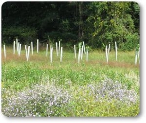 Riparian Buffer - Native Plant Myths