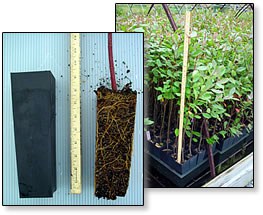 Tree roots and container seedlings