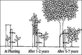 stages of growth with tree shelter