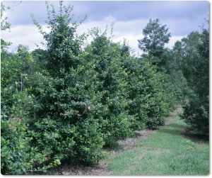 Ilex Opaca - American Holly