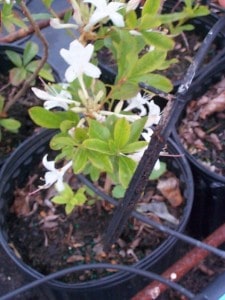 Blog Gallon Pot Azalea